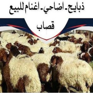 ذبايح للبيع مع قصاب - ابوياسين 66781612 - ذبايح للبيع - بيع ذبايح - توصيل ذبايح - قصاب - بيع اضاحي - بيع اغنام - بيع ذبايح الكويت 3 ذبايح الكويت43 ذبايح للبيع مع قصاب - ابوياسين 66781612 - ذبايح للبيع - بيع ذبايح - توصيل ذبايح - قصاب - بيع اضاحي - بيع اغنام - بيع ذبايح الكويت
